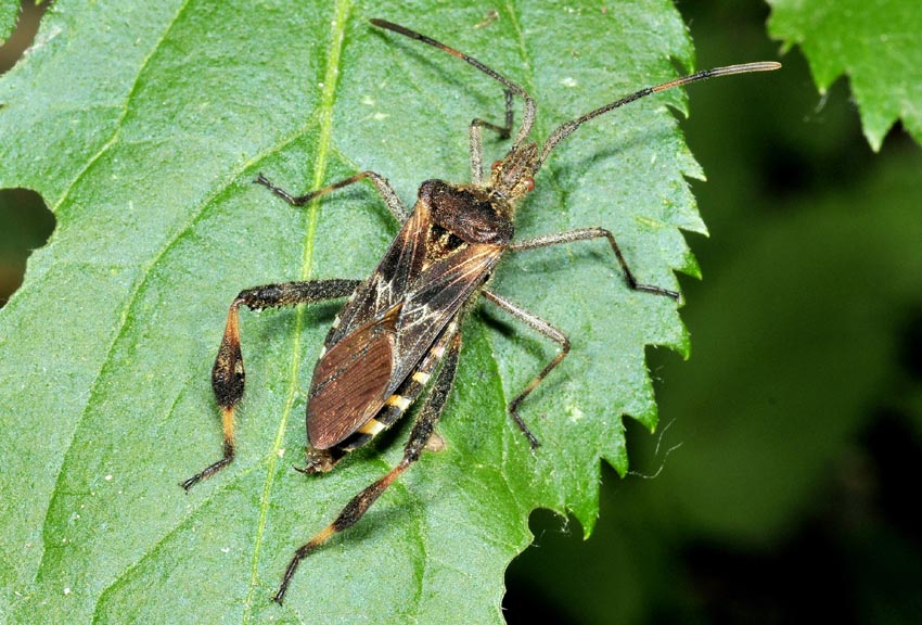 Coreidae: Leptoglossus occidentalis dell''Emilia (RE)